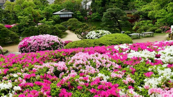 【鳥取駅南口発】 GWに行く!約100万輪のネモフィラと相楽園のつつじ 日帰り2